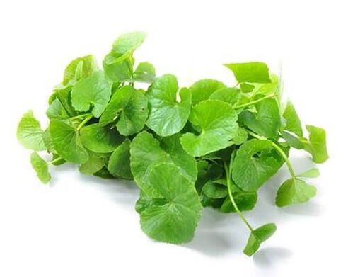 Weiprost contient du gotu kola (Centella asiatica)